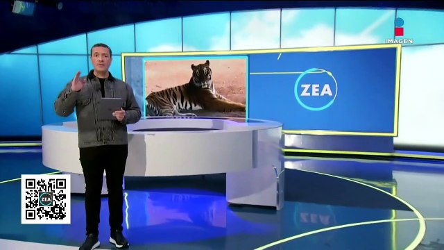 Grandes felinos de la fundación Caso Black Jaguar-White Tiger se recuperan