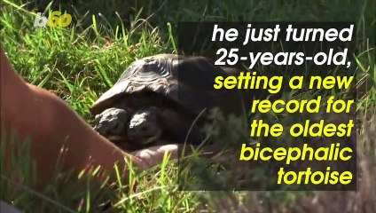 Unbelievable! Tiny Two-Headed Tortoise Celebrates 25th Birthday, a New World Record
