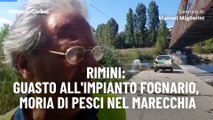 Rimini: guasto all'impianto fognario, moria di pesci nel Marecchia