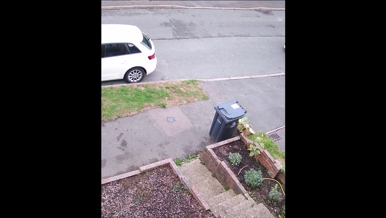 Ce chat rate son pigeon et ça fait mal au dent