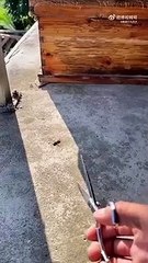 Cet apiculteur déteste les frelons et eux, le redoute...