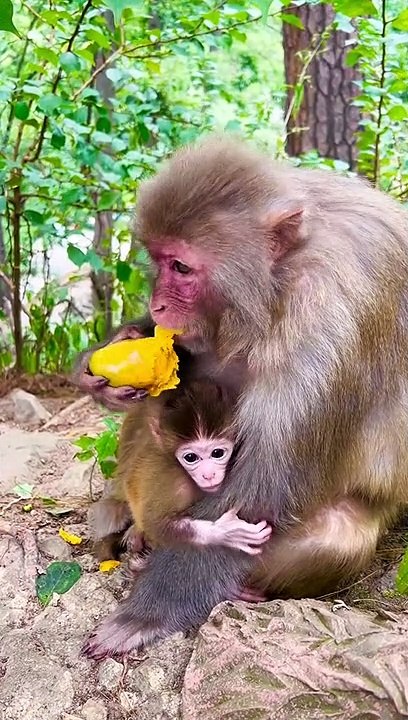 Newborn baby monkey
