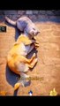 Very Funny Dog And Cat Videos | Funny Animal Videos | Cute Animals Yt
