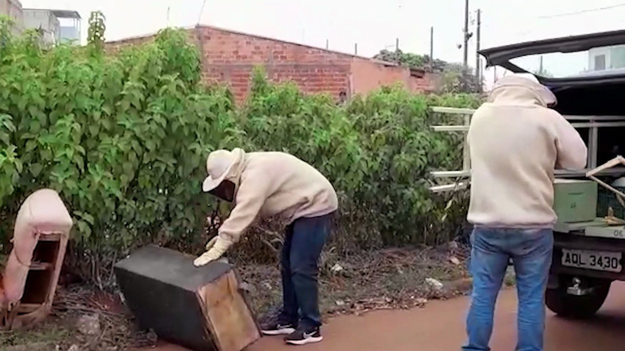 Defesa Civil retira enxame de abelhas em caixa de som no Bairro Morumbi