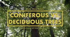 Coniferous VS Deciduous Trees - Whats the Difference-!  -- Nerdy About Nature