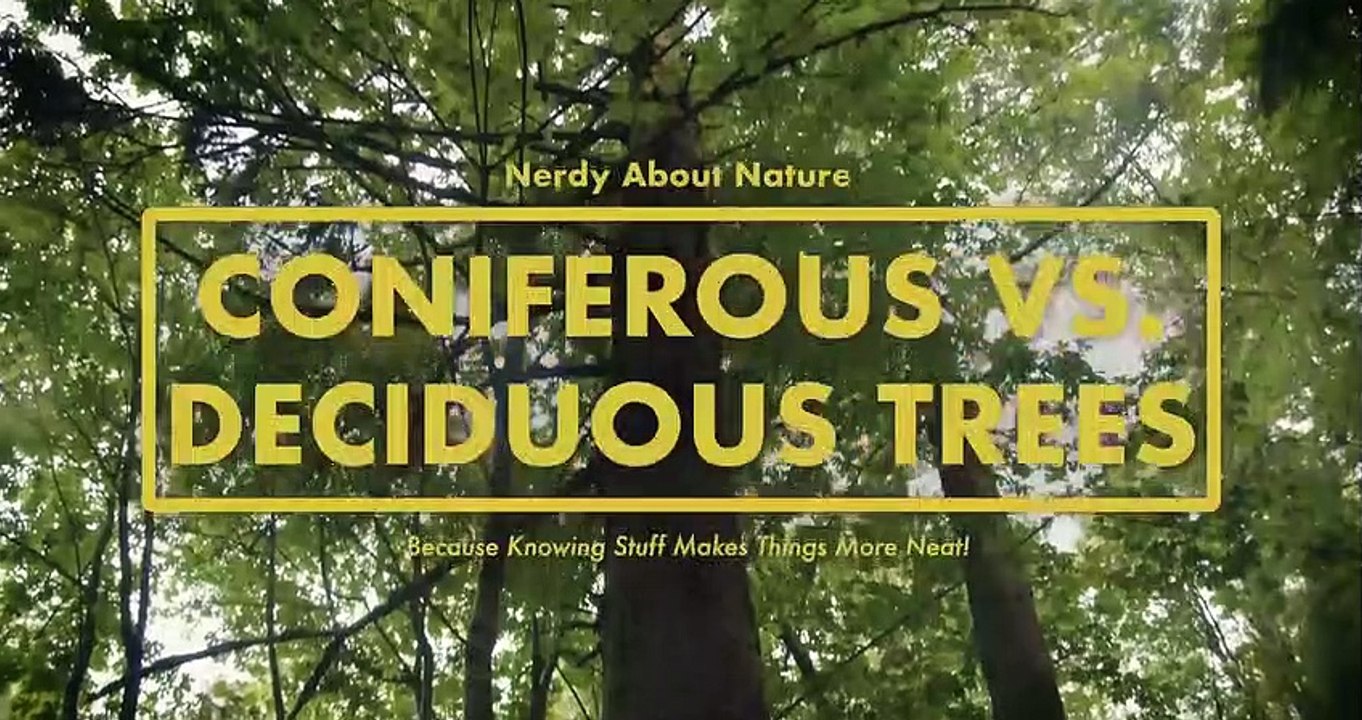 Coniferous VS Deciduous Trees Whats the Difference! Nerdy About