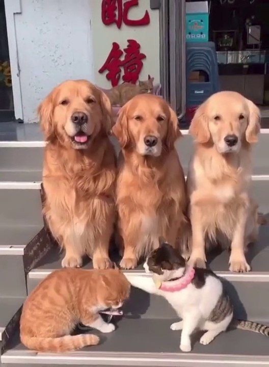 funny cat videos | The funniest animals / Fun with cats and dogs 2022 @Happy Life { Funny Animals }