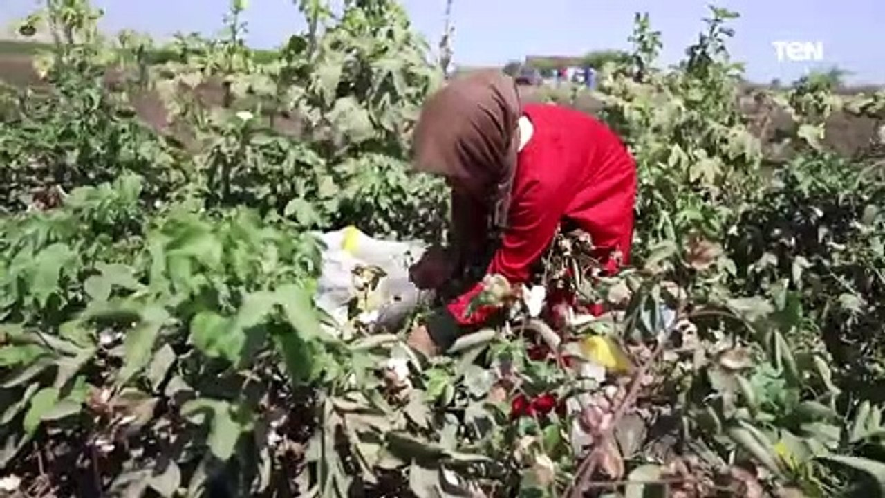 قطن مبشر بدون إصابات.. زيادة مساحات زراعة القطن في أسيوط