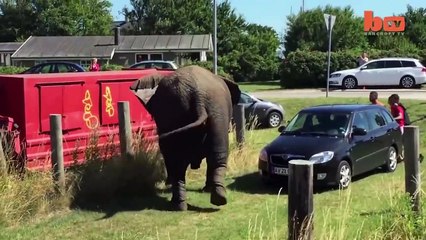 Ozzy Man Reviews When Animals Fight Back #6