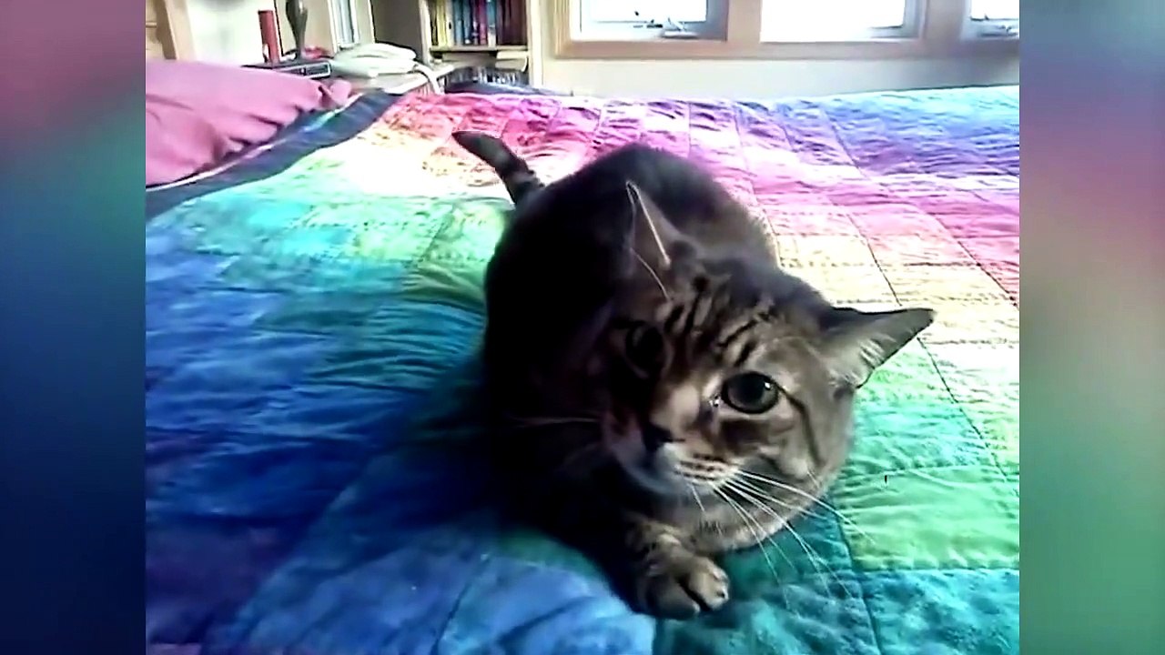 Ozzy Man Reviews Cats Being Dodgy