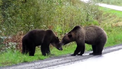 Ozzy Man Reviews Epic Bear Fight