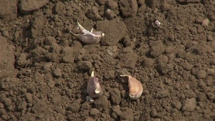 마늘 파종 10일 이후로 늦추세요! / YTN