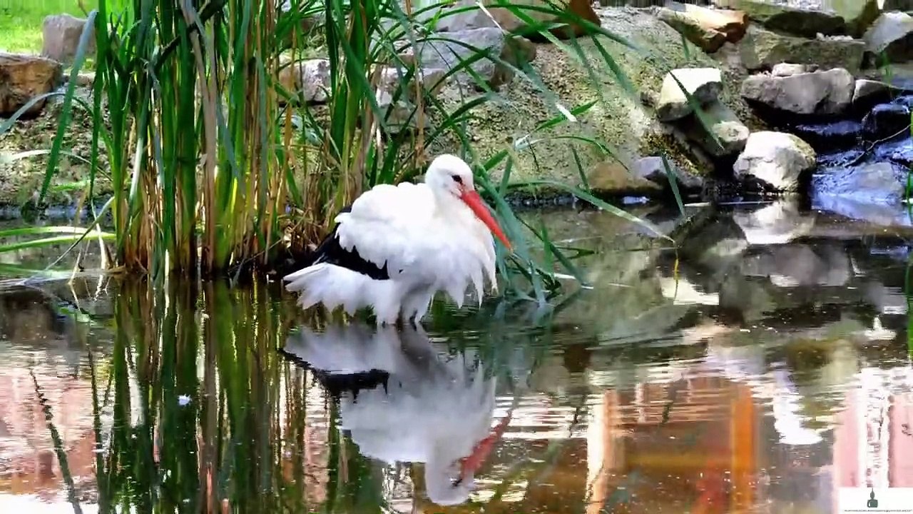 ANIMALS WORLD COLECT