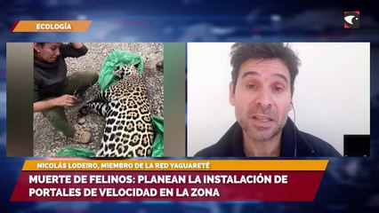 Preocupa la muerte de felinos en Misiones