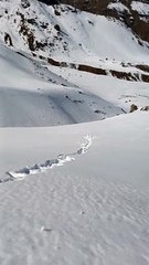 Sticky Snow Helps Snowballs Grow