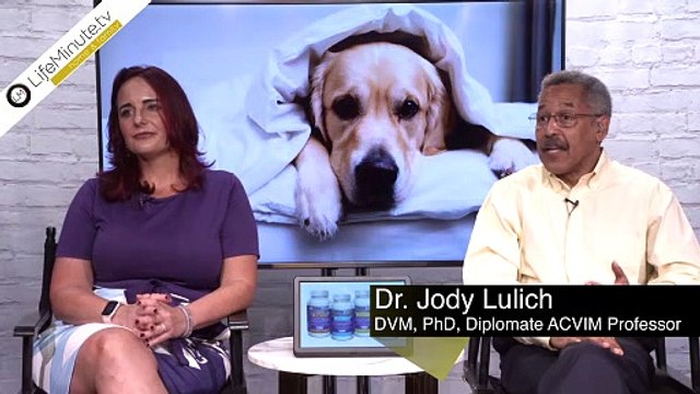 Tips for Managing Canine Incontinence