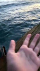 A Sad Spring Into the Sea