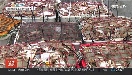 제철 맞은 진도 '가을 꽃게' 풍년…식객 '유혹'