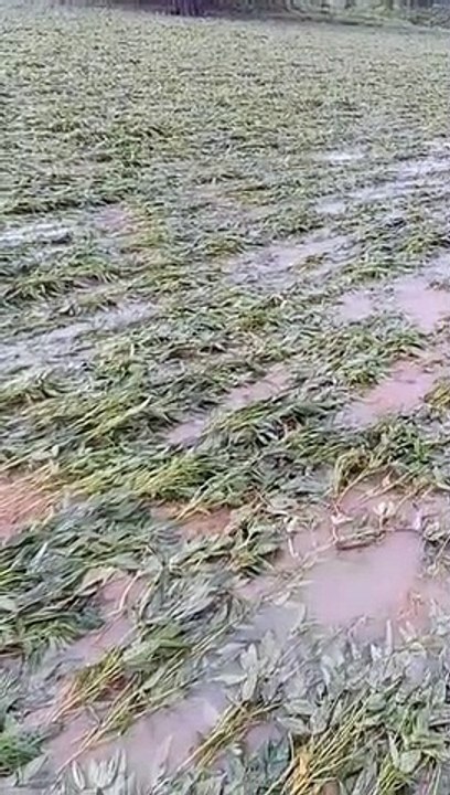 कहीं रिमझिम तो कहीं तेज बारिश, फसलें पानी में बही