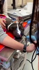 When Dogs Eat Things They Shouldn't