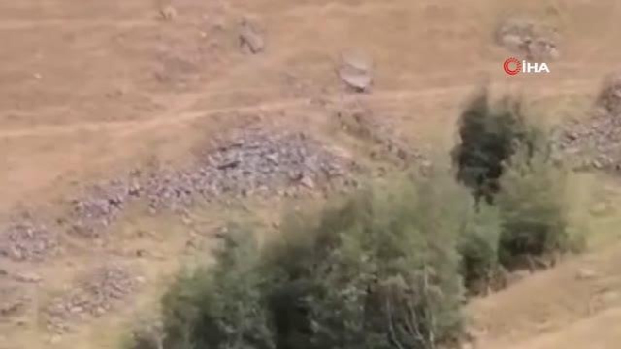 Yaylada otlayan hayvanlara ayı saldırdı... Çobanın ilginç tepkisi kamerada