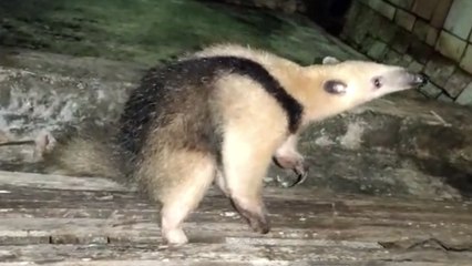 TAMANDUÁ-MIRIM APARECE EM CASA EM PEDRAS DE FOGO