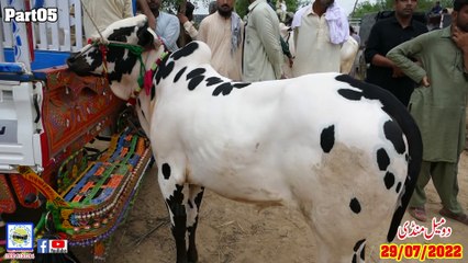 Domail Mandi 29/07/2022   Part05 Sunny Video Fateh Jang Dhanibulls