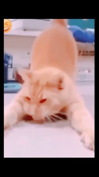 VIDEO_5b2f5847-7601-4194-b8c4-099468cff74d