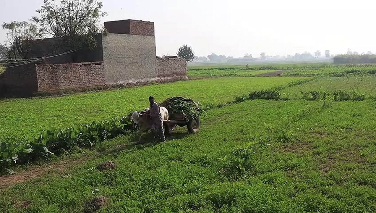 bullock cart