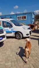 Ata da köpeğe de merhameti yok!