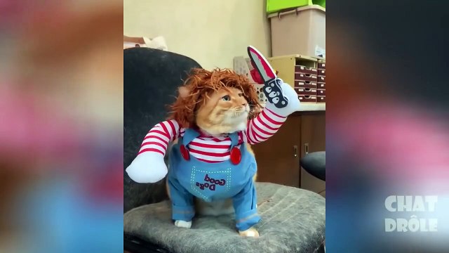 Essayer De Ne Pas Rire ✪ Vidéo De Chat À Mourir De Rire 301