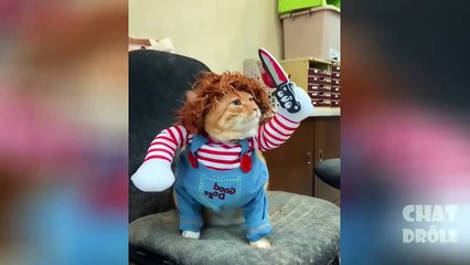 Essayer De Ne Pas Rire ✪ Vidéo De Chat À Mourir De Rire 301