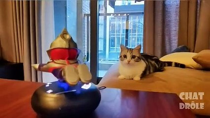Essayer De Ne Pas Rire ✪ Vidéo De Chat À Mourir De Rire 306