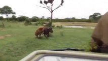 Lion vs Buffalo - Most Amazing Moments of wild Animals Fights 2022