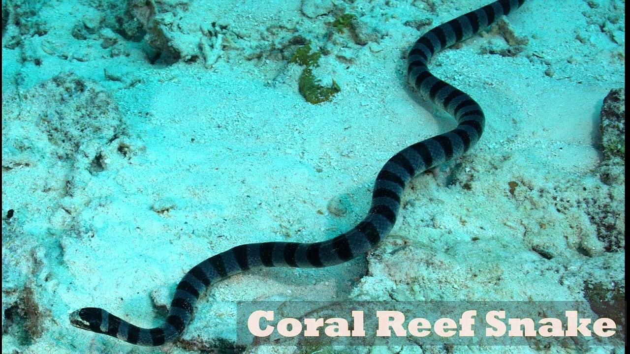 Most Venomous Snakes in the World | दुनिया के सबसे जहरीले सांप