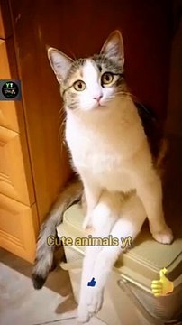 The Intelligent Cat Sits like A Human | Very Sweet Legendary Cat Videos | Cute Animal Yt