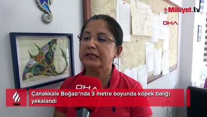 Çanakkale Boğazı'nda 3 metre boyunda köpek balığı yakalandı
