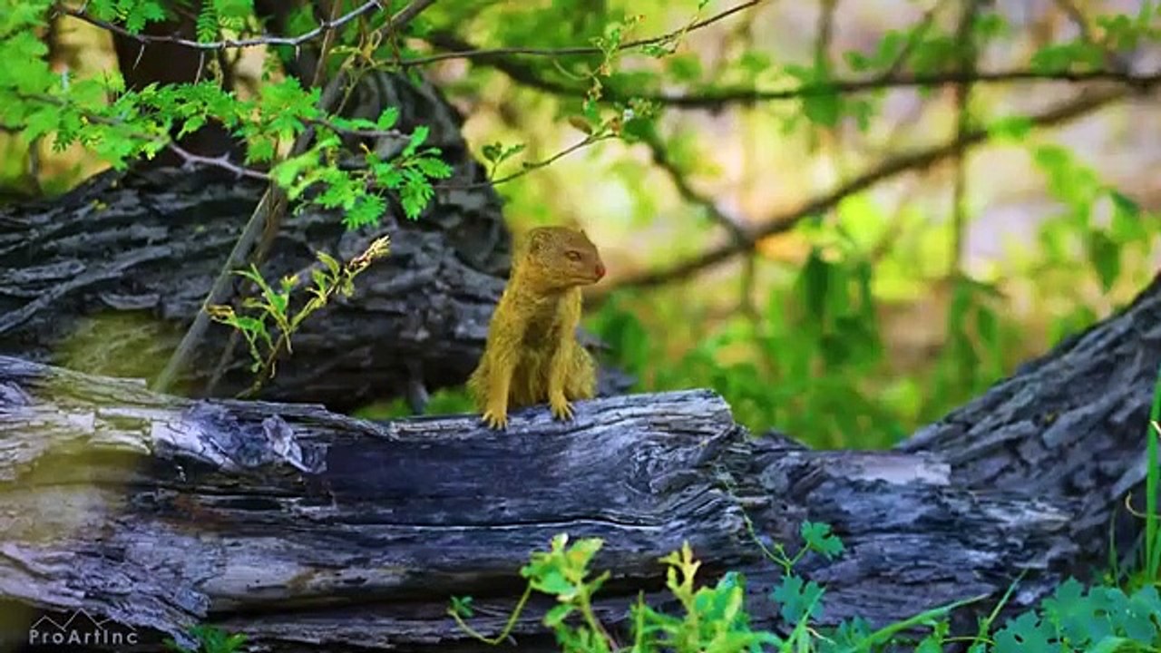 Amazing Animals of botswana