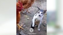 #funniest #falling animals #videoshorts#tiktokvideo  #cutest #cats and #crazy #dogs #2022