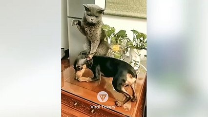 #funniest #animals #tiktokvideo #cutest #cats and #crazy #dogs 2022