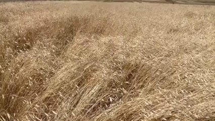 Deneme amaçlı ektiği ata buğdayında 3 yılda 32 ton verime ulaştı