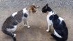 Cats Fighting with sound Exclusive Video Play with full sound