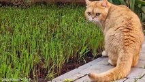 We grew Grass  in the yard for our British Shorthair Cats