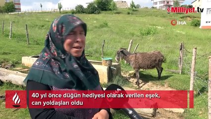 40 yıl önce düğün hediyesi olarak verilen eşek, can yoldaşları oldu