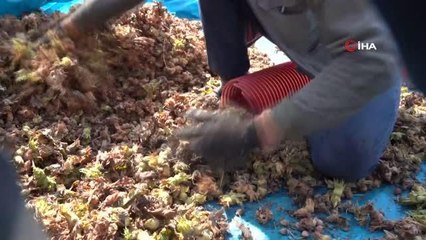 Tokat haber: Tokat'ta fındık üretimi görenleri şaşırtıyor