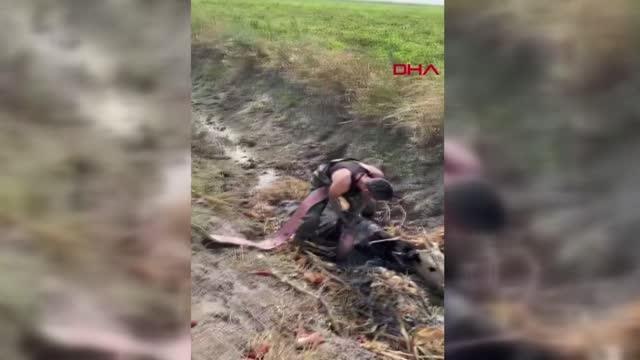 Son dakika haberi | HATAY'DA BATAKLIĞA SAPLANAN İNEĞİ İTFAİYE EKİPLERİ ÇIKARDI