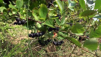 İnegöl’de süper meyve aronyanın hasadı başladı
