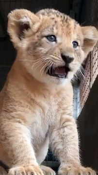 sher ki awaaz video, lion in forest hunting, the lion in the forest goes roar, catching lion in forest, lions are sitting on a sled, lion hunter killed by lion, lion roar in forest, lion in forest fight, lion roar sound in forest, animal survival in the