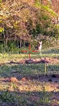 HUNTING __ Coyotes _ shorts _ #012