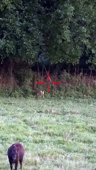 HUNTING __ coyotes _ shorts _ #007